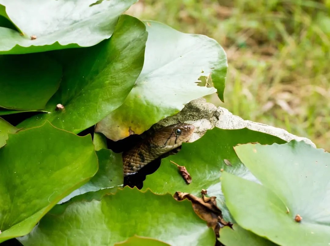 4 Things To Do If You Find A Snake in Your Home Pest Pointers