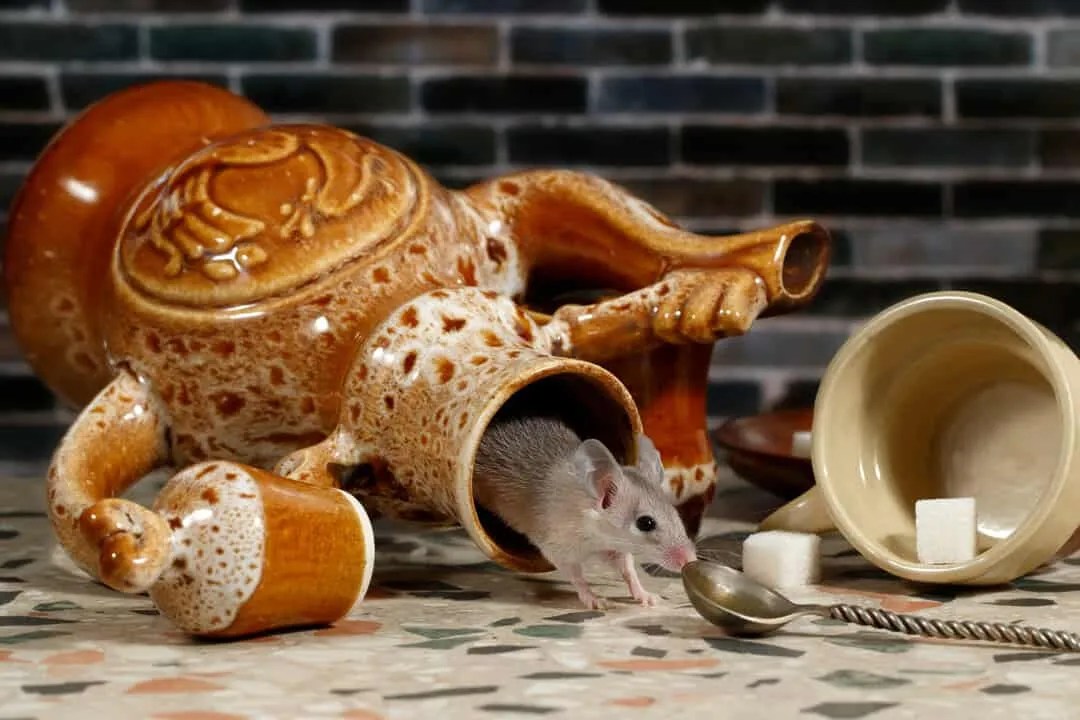 Here’s How To Naturally Mouse Proof Your Kitchen Cabinets - Garden