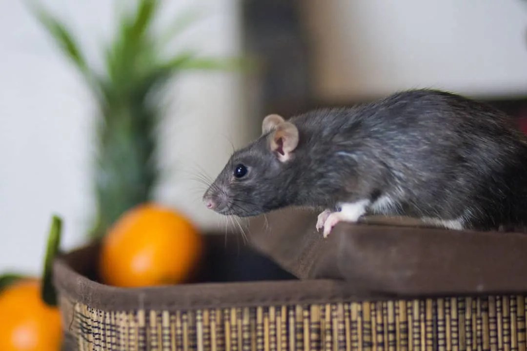 Here's How Citronella Oil Repels Mice (And Why!) Pest Pointers
