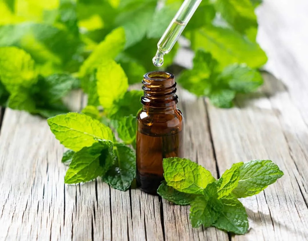 How To Use Peppermint Oil To Repel Mice From Your Shed Pest Pointers