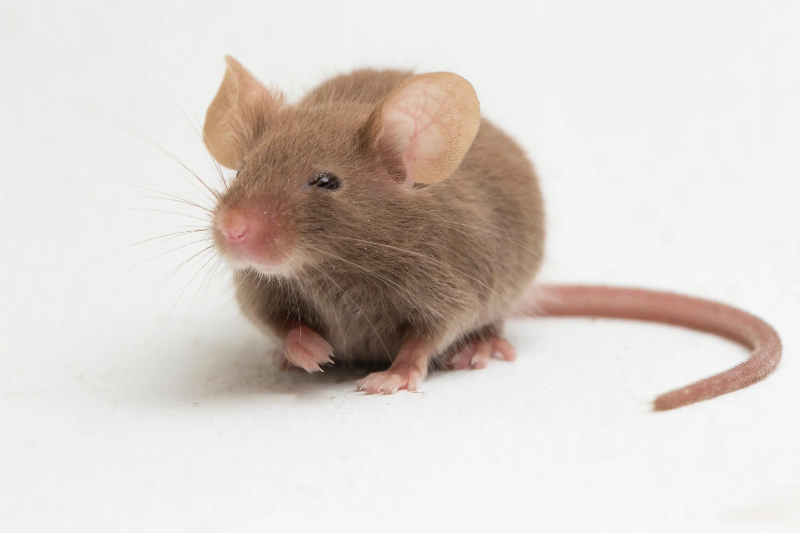 Why The Scent Of Pine Oil Repels Mice (And How it Works!) Pest Pointers