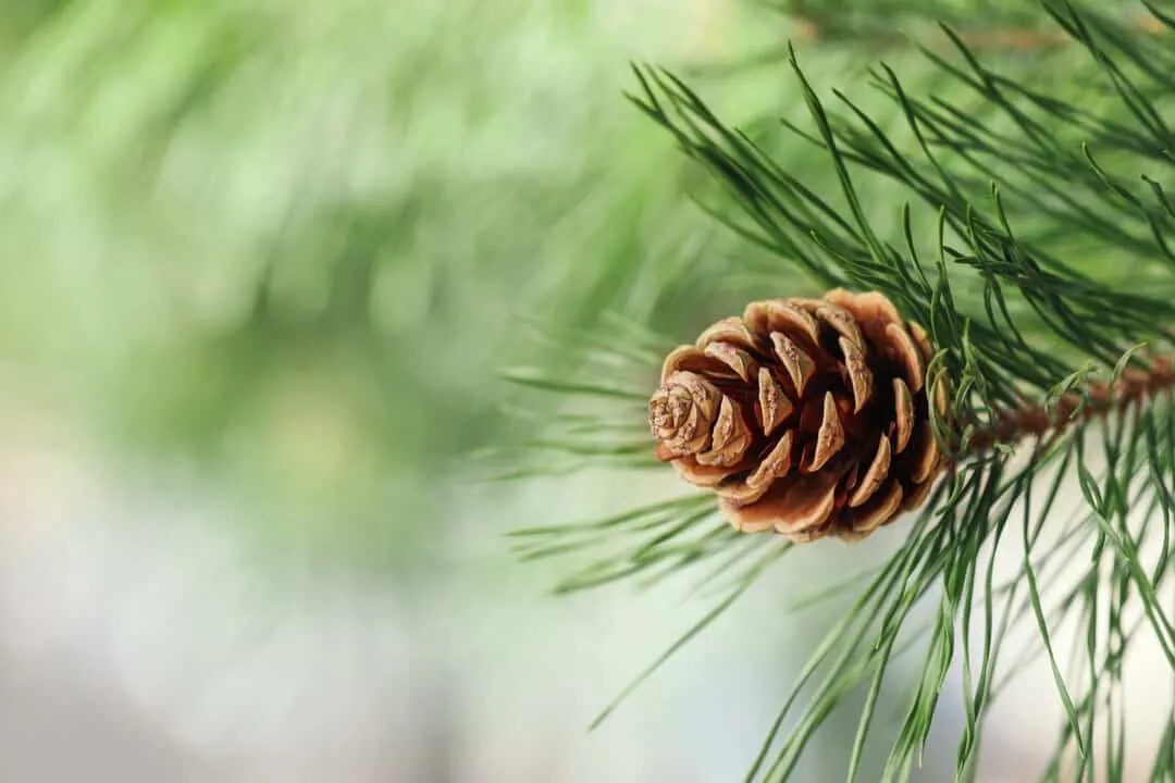 Using Pine Needles To Naturally Repel Mice (Here's How) Pest Pointers