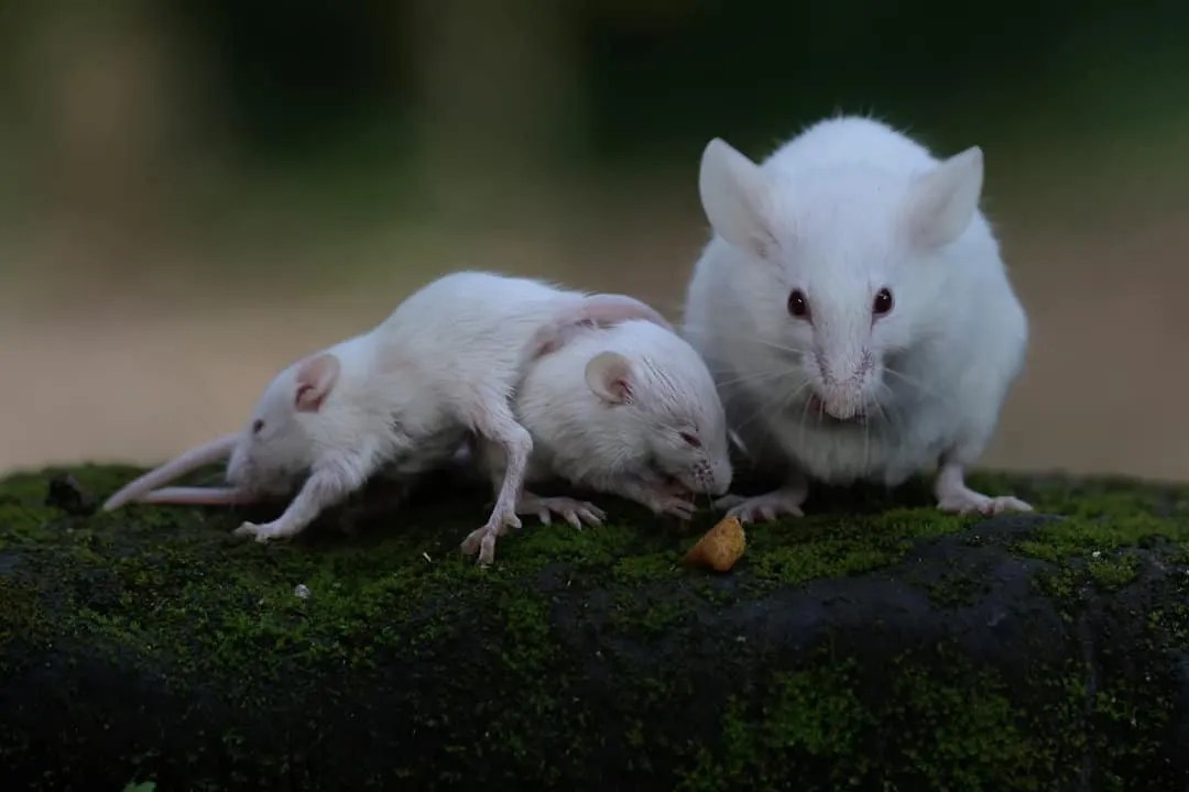 Eucalyptus Oil Using It To Keep Mice Out Of Your Shed Pest Pointers