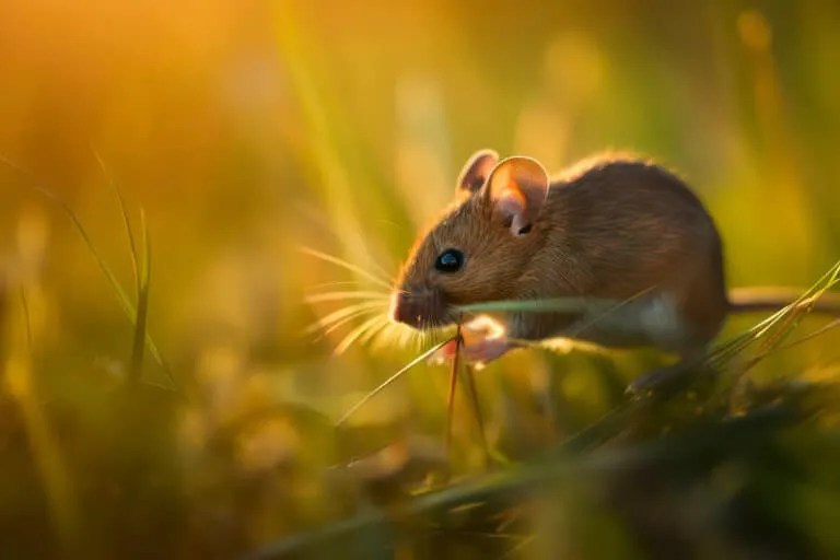 How Peppermint Oil Diffusers Keep Mice Away (And Why) Pest Pointers