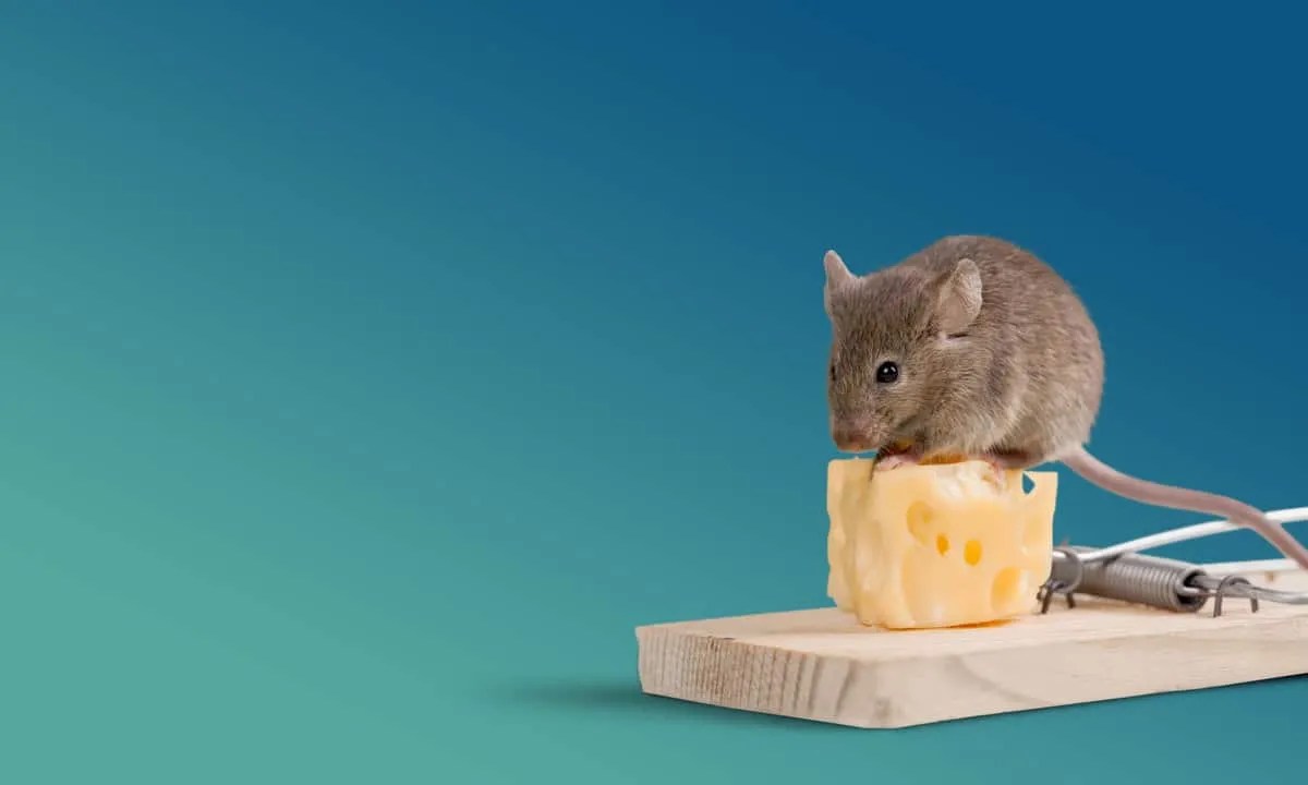 Here's How To Use Eucalyptus Oil To Keep Mice Away Pest Pointers