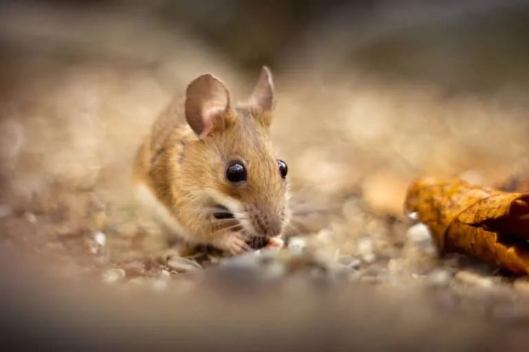 Candle Scents That Will Keep Mice Away (And Why They Work) Pest Pointers