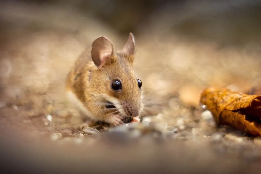 Here's How Citronella Oil Repels Mice (And Why!) Pest Pointers