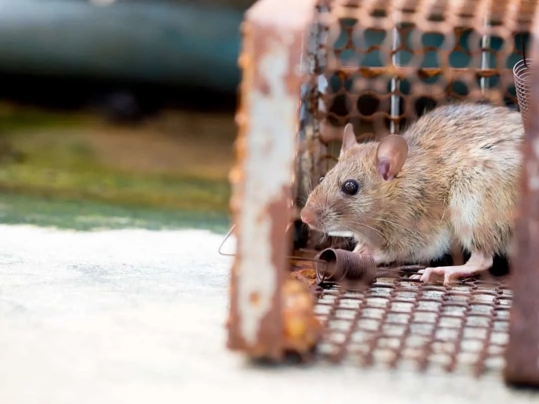 How To Use Copper Mesh To Keep Mice Out (And Why It Works!) Pest Pointers