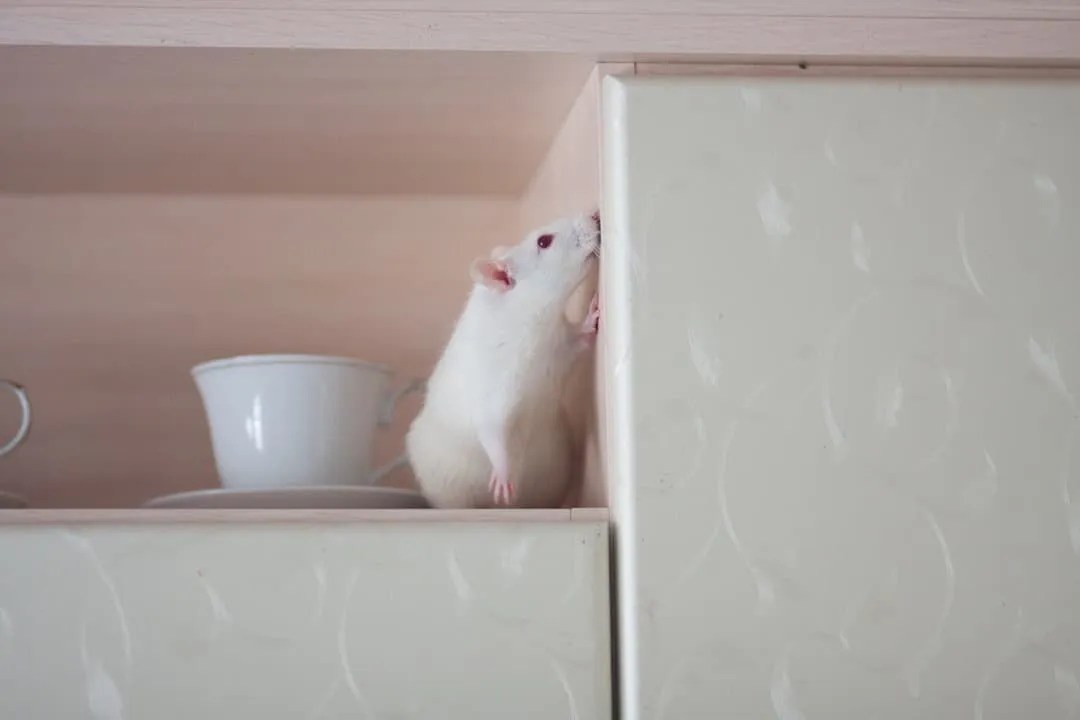 Peppermint Oil Here's How To Use It To Naturally Repel Mice Pest Pointers