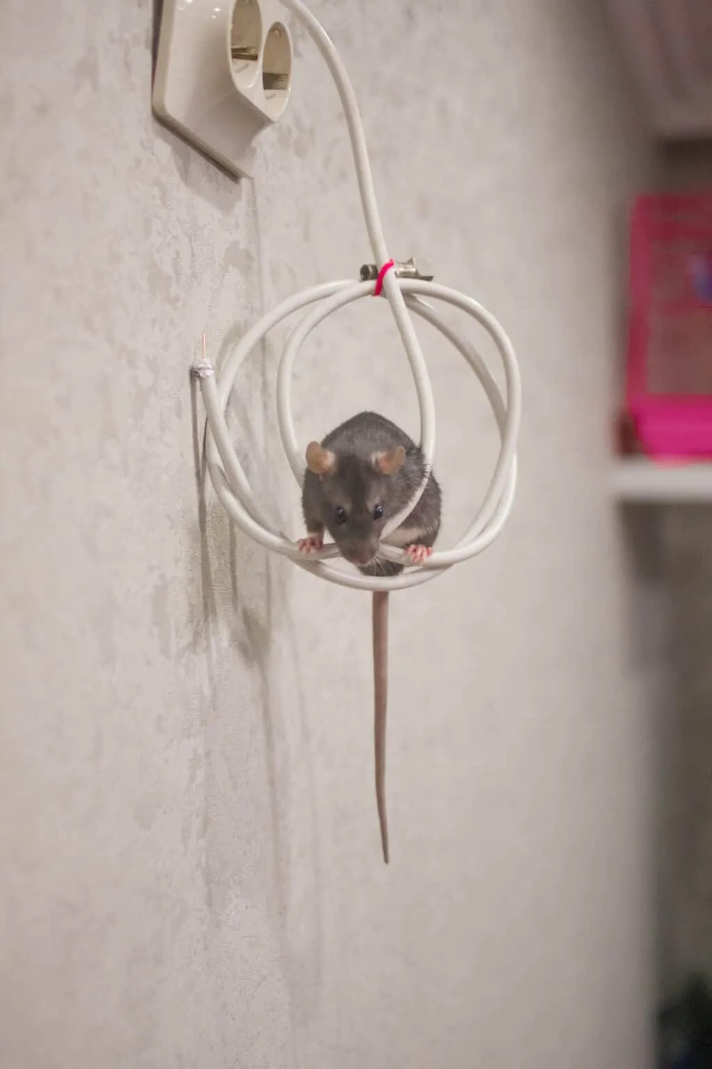 Mice Can't Chew Through Metal (Here's Why It Repels Them) Pest Pointers