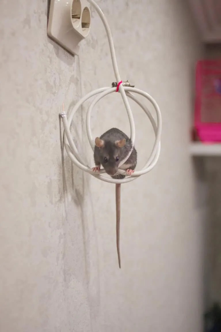 Mice Can't Chew Through Metal (Here's Why It Repels Them) Pest Pointers