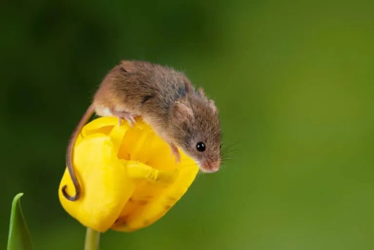 How To Use Citrus Peels To Keep Mice Away (And Why It Works) Pest