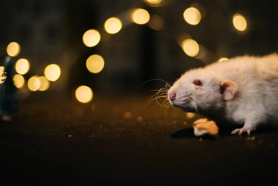 5 Types Of Lights And How To Use Them To Keep Mice Away Pest Pointers