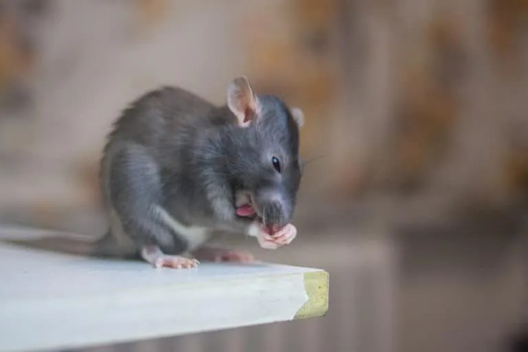Peppermint Oil Here's How To Use It To Naturally Repel Mice Pest
