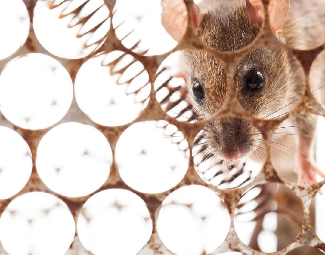 Using Copper Mesh To Keep Mice Away (And Why It Works) Pest Pointers