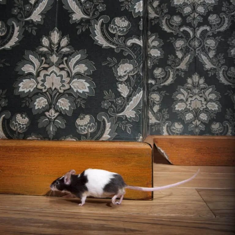 Using Silicone Sealant To Keep Mice Away (And Why It Works) Pest Pointers
