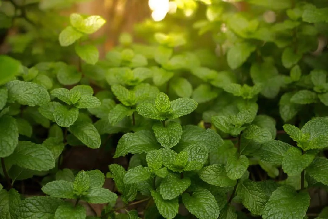 How To Use Daffodils To Keep Mice Away (And Why They Work) Pest Pointers