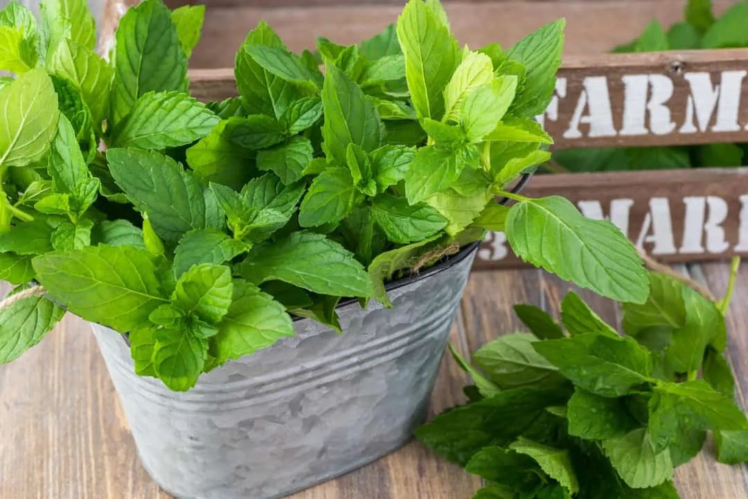 Will Peppermint Plants Deter Mice? Key Insights Revealed Pest Pointers