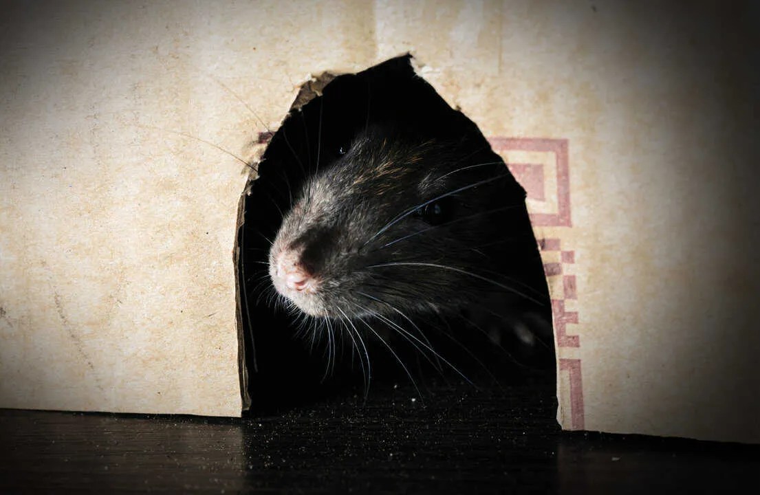How To Use Brillo Pads To Keep Mice Away (And Why It Works) Pest Pointers