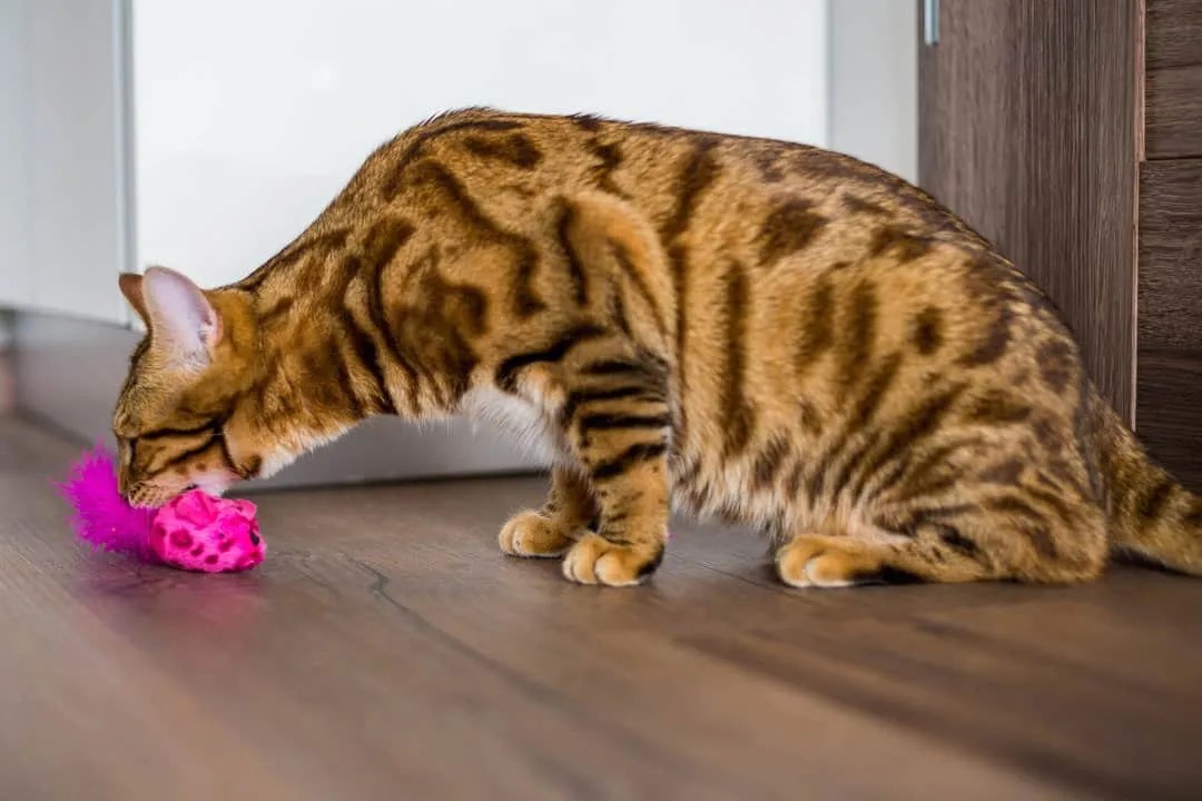 Here's Why Cats Naturally Hunt Mice (And How They Hunt) Pest Pointers