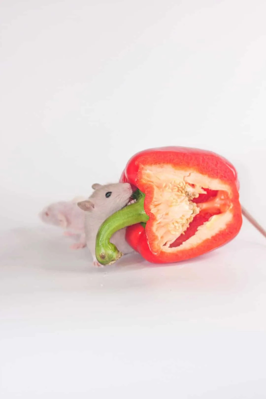 How To Use Chili Powder To Keep Mice Away (And Why It Works) Pest Pointers