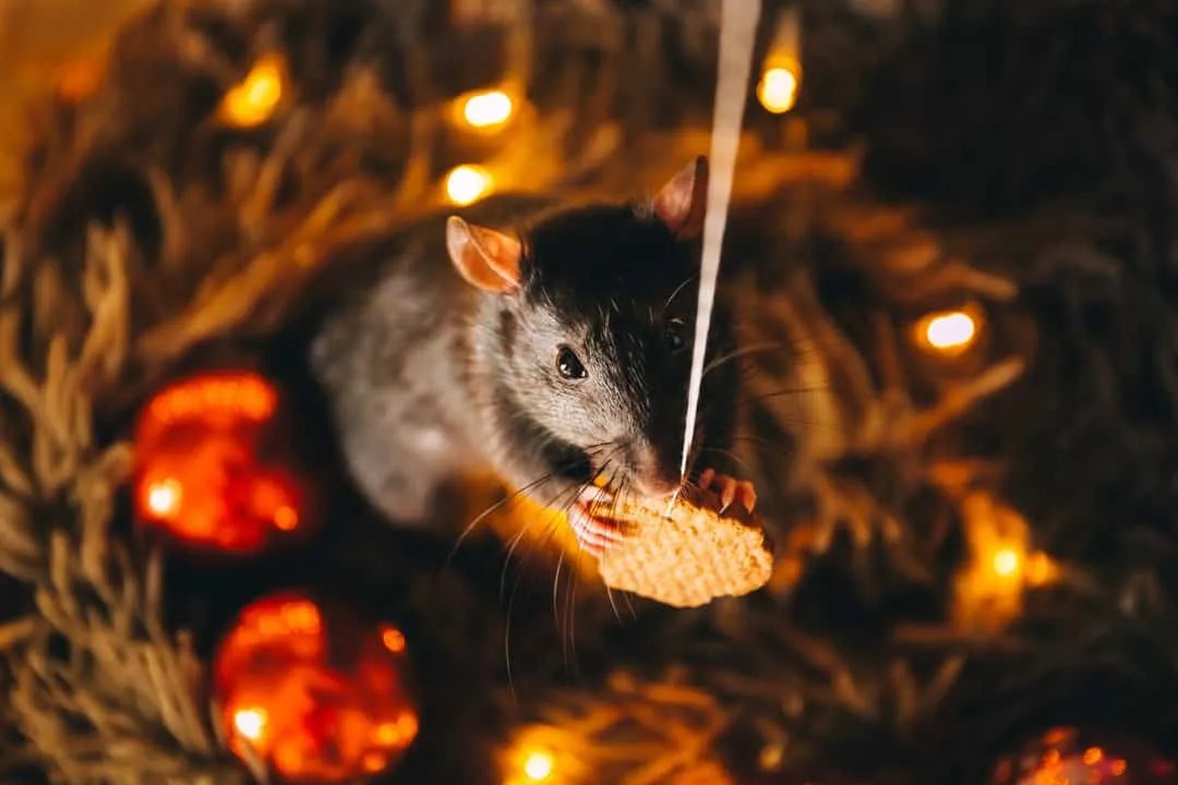 How To Use Cloves To Keep Mice Away (And Why They Work) Pest Pointers