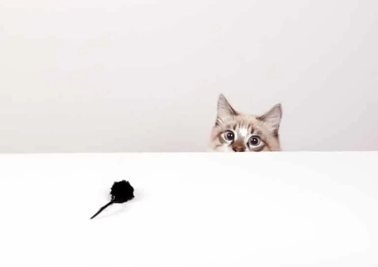 Here's Why Your Cat Is Bringing Mice Inside (And What To Do) Pest