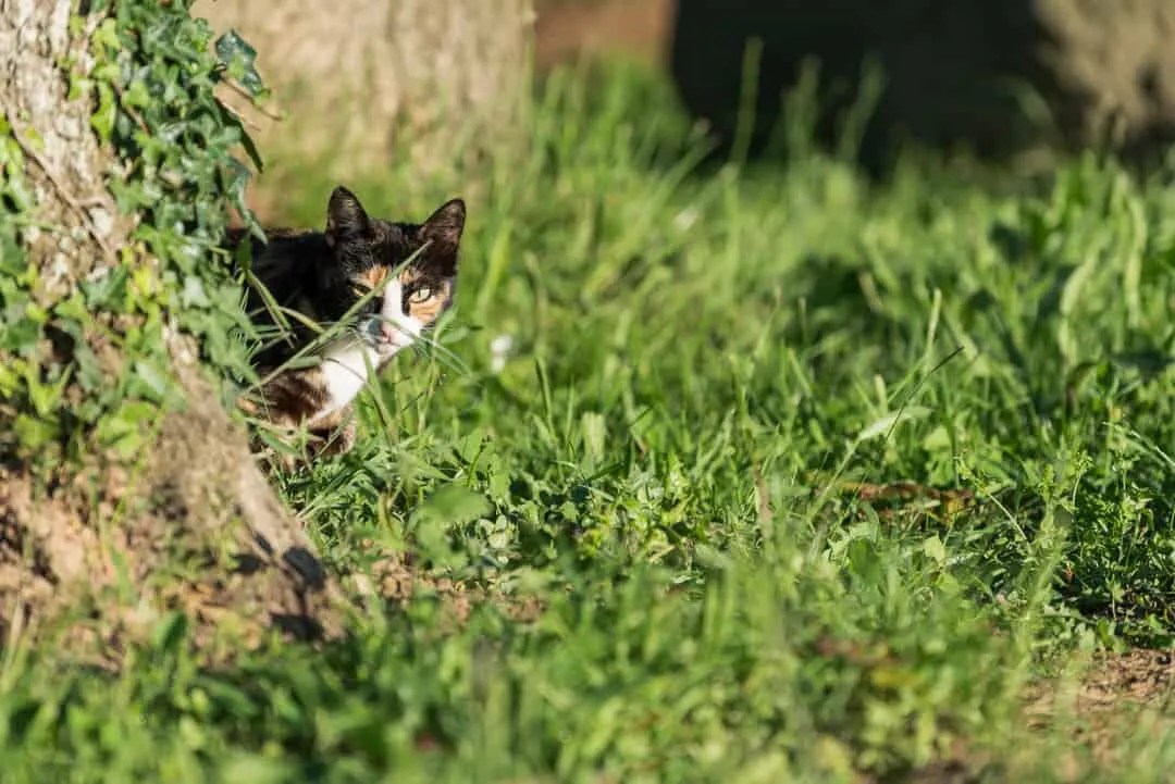 How Cats Keep Mice Away (And Why Mice Are Afraid Of Them) Pest Pointers