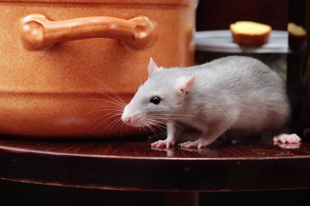How To Use Cloves To Keep Mice Away (And Why They Work) Pest Pointers