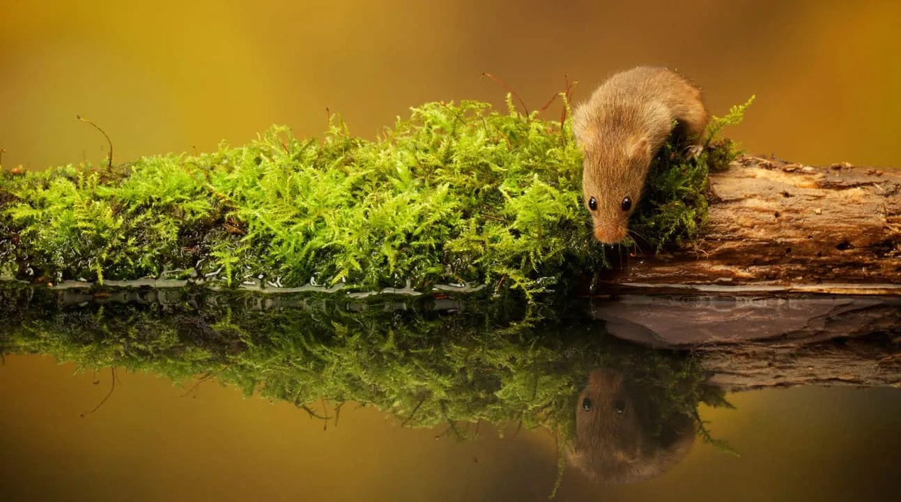 Here's Why Mice Live Near Ponds And Water Sources Pest Pointers