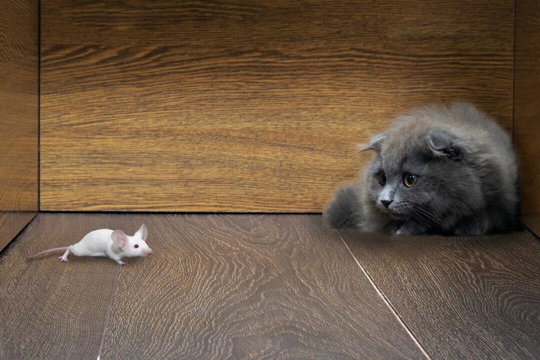 How To Stop Your Cat From Bringing Mice Into Your Home Pest Pointers