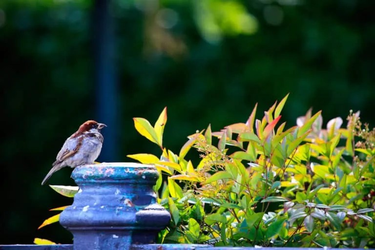 How To Use Citrus Peels To Keep Mice Away (And Why It Works) Pest