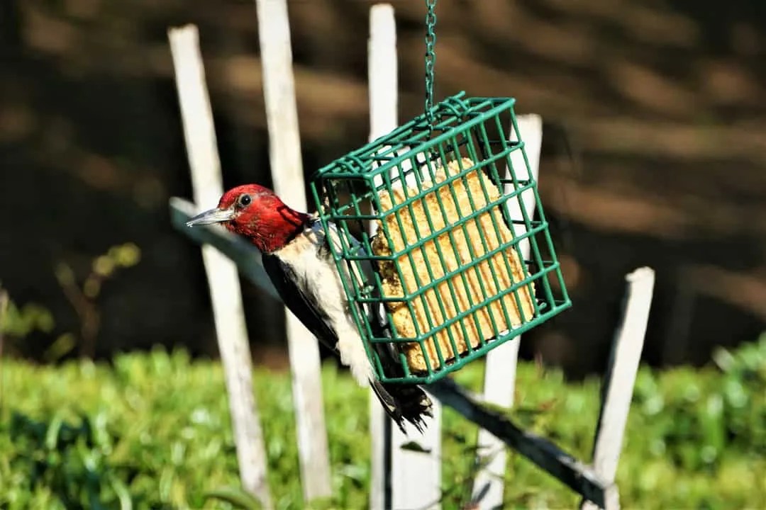 Here's How To Keep Mice From Living Near Your Bird Feeders Pest Pointers