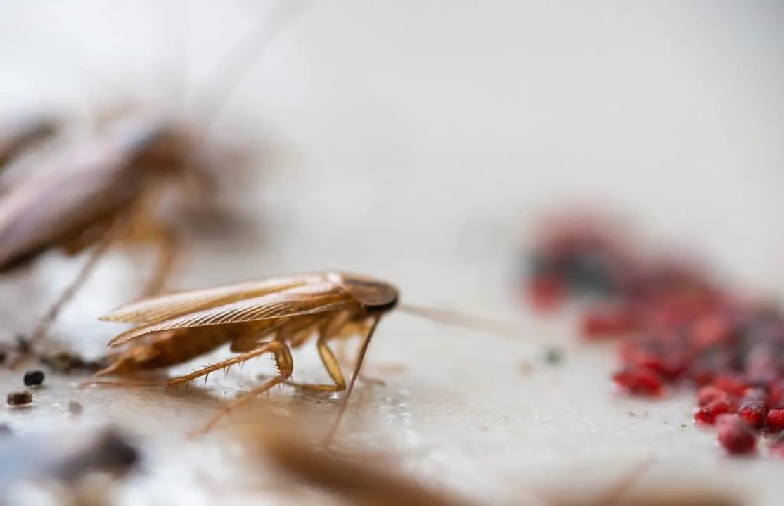 6 Ways to Use Black Pepper to Keep Roaches Away Pest Pointers