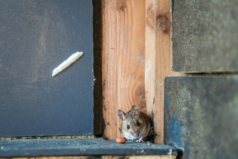 Here’s How Raccoons Open Doors, Windows and Locks (An InDepth Look) Pest Pointers