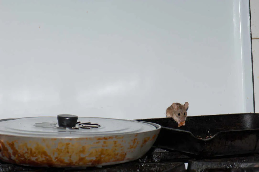 4 Easy Ways To Get Rid Of Mice In Your Kitchen Pest Pointers
