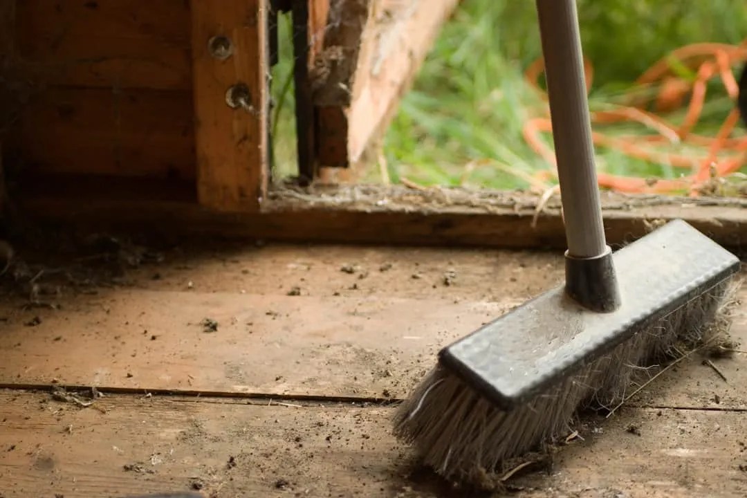 Here's How To Tackle A Mice Infestation In Your Shed Pest Pointers