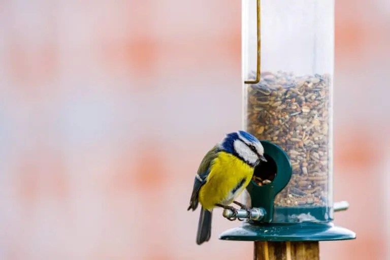 Here's How To Keep Mice From Living Near Your Bird Feeders Pest Pointers