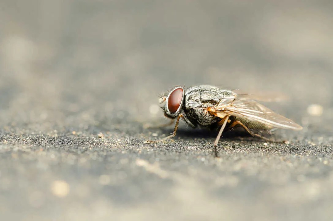 6 Ways To Use Black Pepper To Get Rid Of Flies Pest Pointers