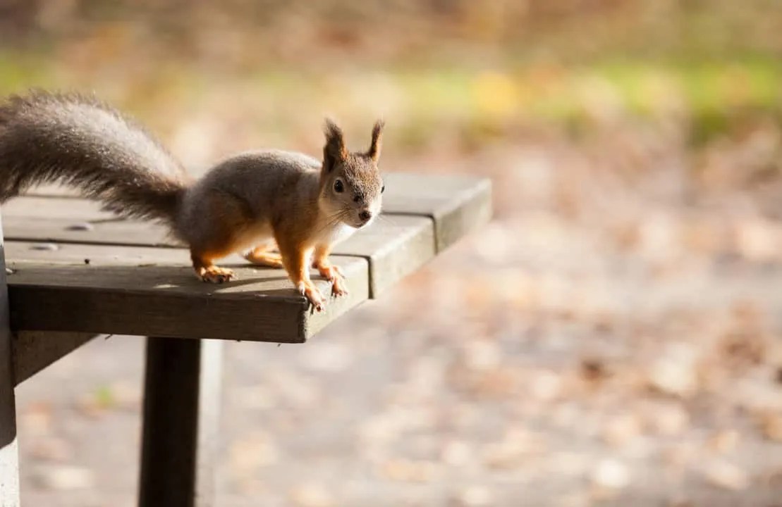 6 Ways That Aluminum Foil Keeps Squirrels Away Pest Pointers