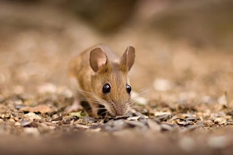 Why Mice Nest In Your Outdoor Cushions (And How To Stop It) Pest Pointers