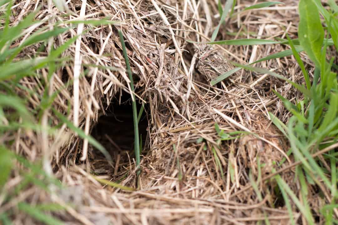 5 Spots Where Mice Nest In Your Garden And Home Pest Pointers