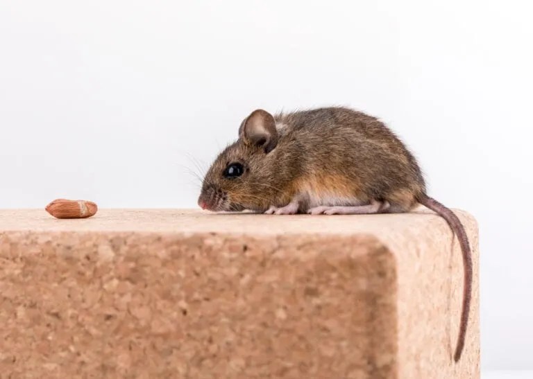 8 Reasons Why Mice Love Garages (And How To Keep Them Out!) Pest Pointers