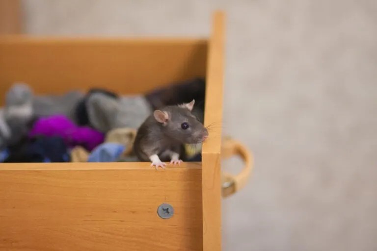 11 Effective Things To Do If Mice Are in Your Bedroom Pest Pointers