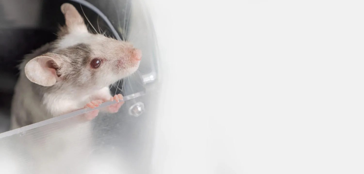 6 Reasons Why Mice Are Attracted To Your Car Pest Pointers