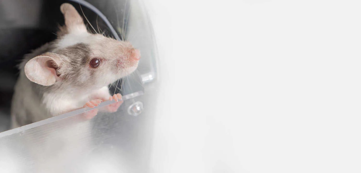 6 Reasons Why Mice Are Attracted To Your Car Pest Pointers