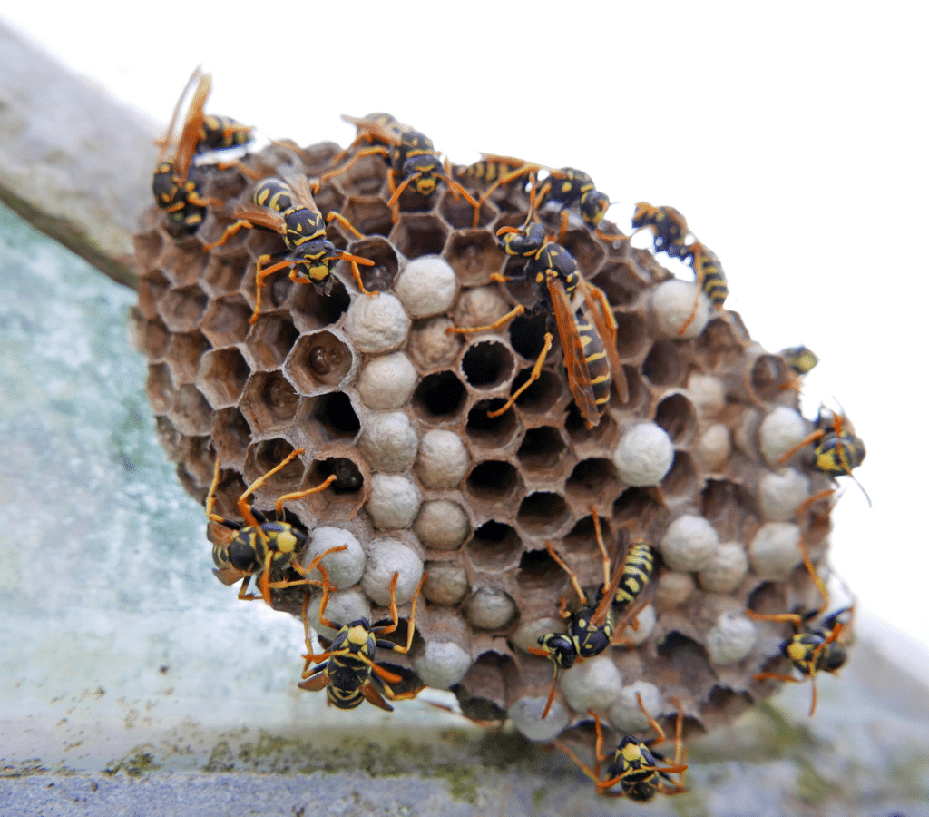 Wasp Control & Removal Services In Gainesville VA