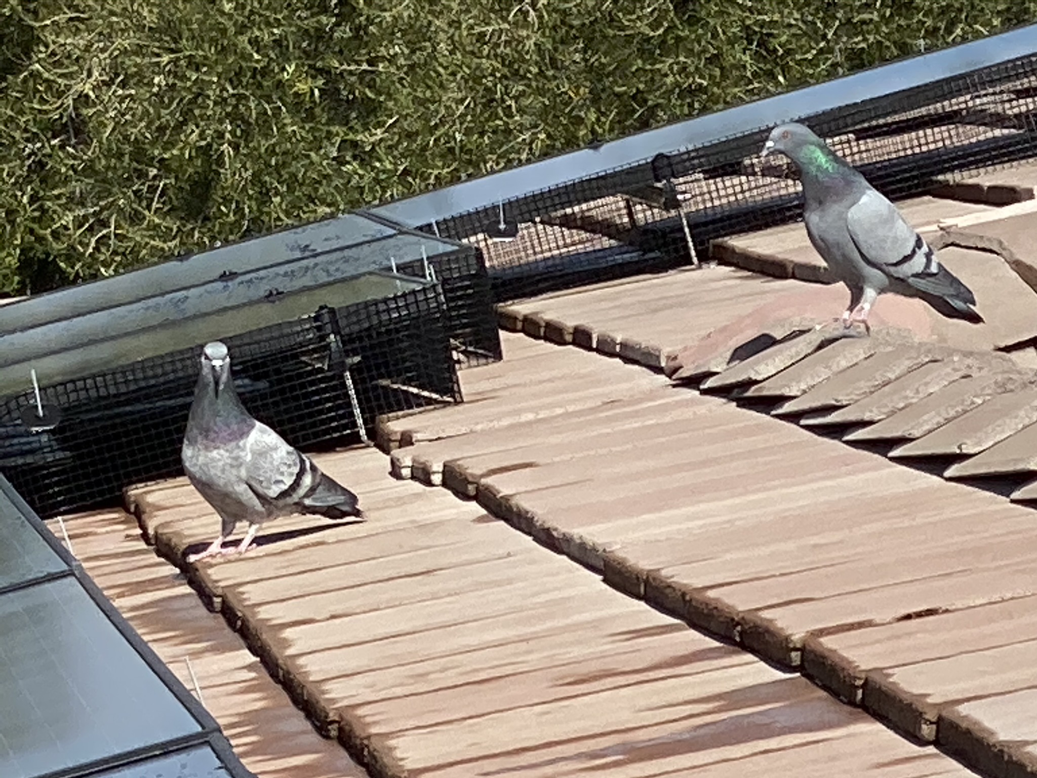 Pigeon Control Las Vegas