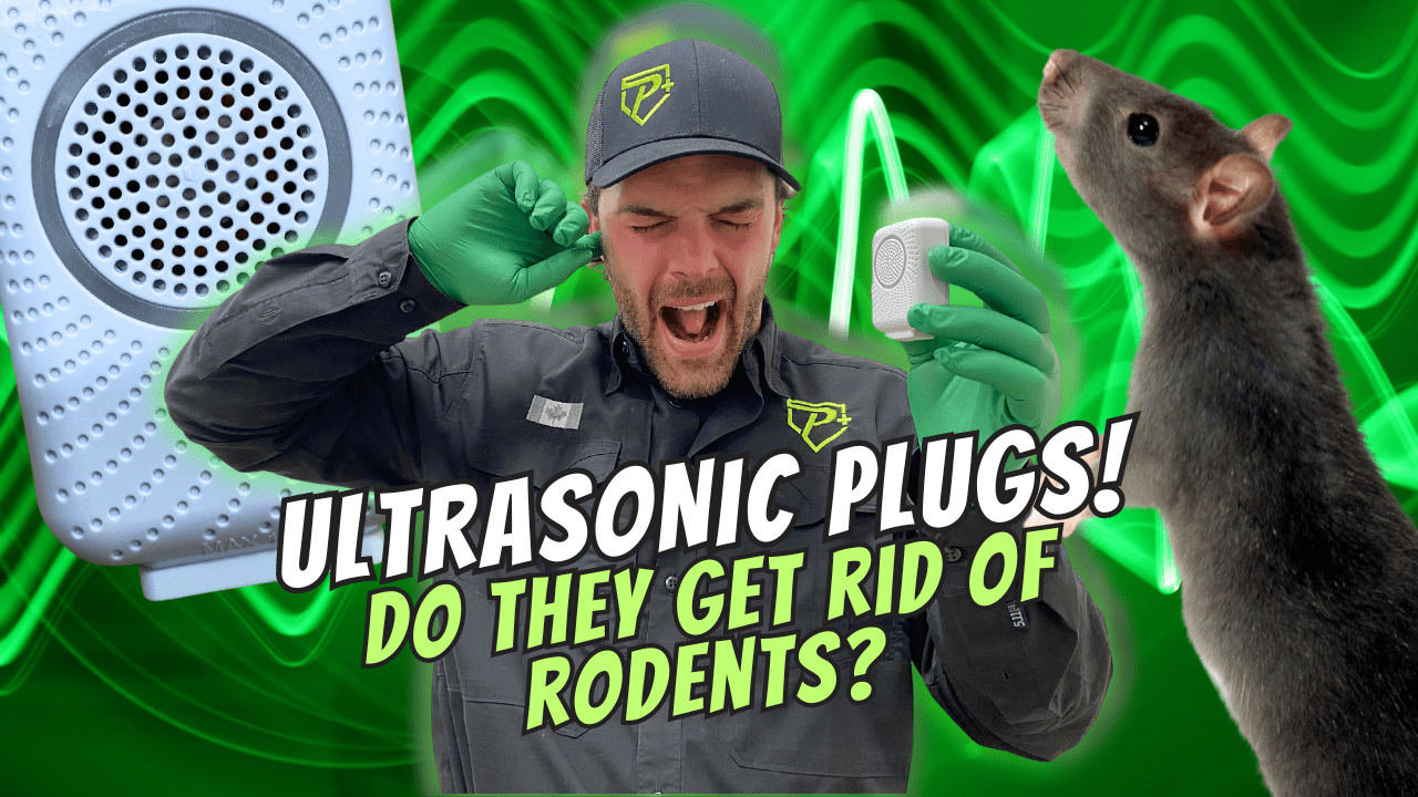 Ultrasonic Rodent Prevention Do Plug In Devices Work?