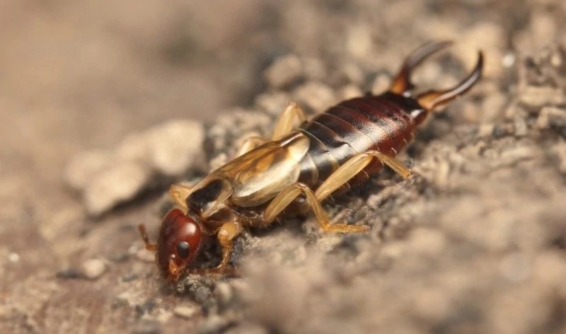 How to Get Rid of Pincher Bugs / Earwigs Easily